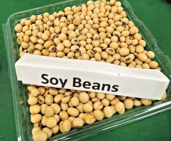 Soja Premium HOZEY AL MUGHNY – Qualité Supérieure pour Exportation Mondiale