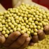 Soja Premium HOZEY AL MUGHNY – Qualité Supérieure pour Exportation Mondiale