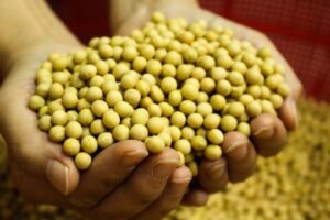 Soja Premium HOZEY AL MUGHNY – Qualité Supérieure pour Exportation Mondiale
