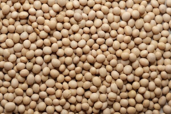 Soja Premium d’Afrique – Grains Sélectionnés pour Exportation Mondiale