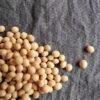 Soja Premium HOZEY AL MUGHNY – Qualité Supérieure pour Exportation Mondiale