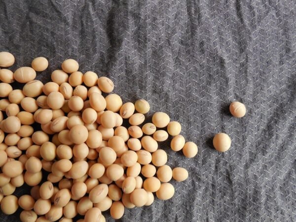 Soja Premium HOZEY AL MUGHNY – Qualité Supérieure pour Exportation Mondiale