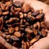 🍫 Cacao HOZEY AL MUGHNY – Grains Premium d’Afrique