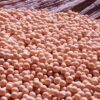🌍 Soja Premium HOZEY AL MUGHNY – Qualité Supérieure pour Exportation Mondiale