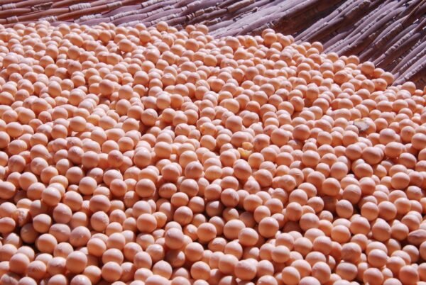 🌍 Soja Premium HOZEY AL MUGHNY – Qualité Supérieure pour Exportation Mondiale