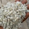 coton 8 🌿 Graine de coton après égrenage — qualité industrielle (égrénée par SODECO, Bénin)