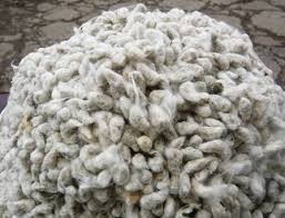 coton 8 Graine de coton (après égrenage) — HOZEY AL MUGHNY